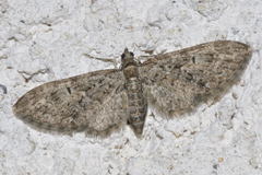 Eupithecia dodoneata