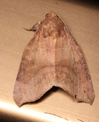 Bastilla hamatilis