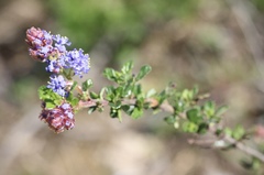 Ceanothus foliosus vineatus
