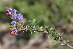Ceanothus foliosus vineatus