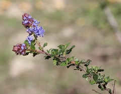 Ceanothus foliosus vineatus
