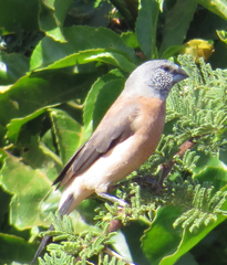 Spermestes griseicapilla