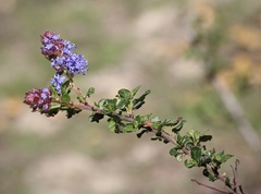 Ceanothus foliosus vineatus