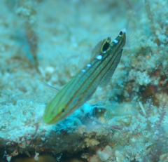 Koumansetta rainfordi