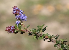 Ceanothus foliosus vineatus