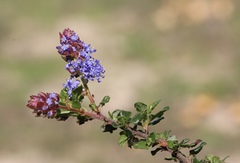 Ceanothus foliosus vineatus