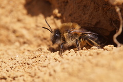 Colletes cunicularius