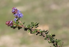 Ceanothus foliosus vineatus