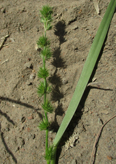 Elytrophorus globularis image