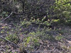 Ceanothus foliosus vineatus