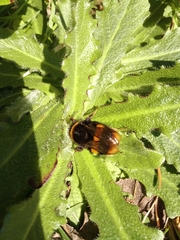 Bombus terrestris