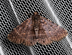 Diatenes aglossoides