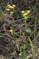 Sanicula laciniata
