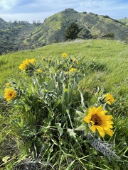 Wyethia helenioides