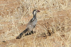 Tockus damarensis