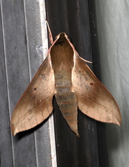 Theretra indistincta