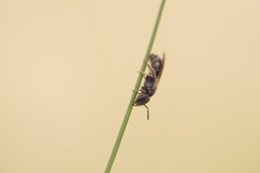Lasioglossum