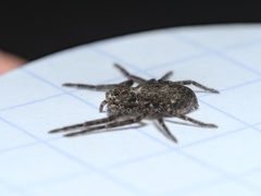 Philodromus