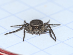 Philodromus