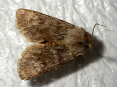 Agrotis simplonia