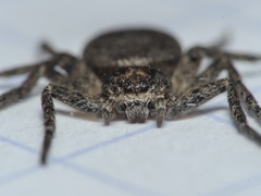 Philodromus