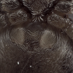 Philodromus