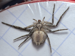 Philodromus