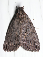 Crioa acronyctoides