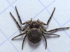 Philodromus