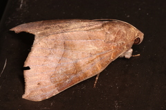 Bastilla hamatilis