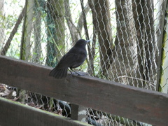 Myophonus borneensis