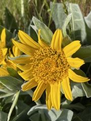 Wyethia helenioides