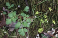 Tauschia kelloggii