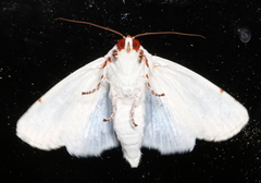 Chasmina pulchra