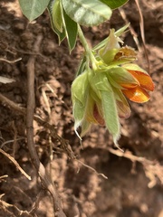 Argyrolobium frutescens