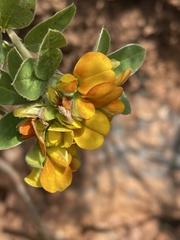 Argyrolobium frutescens