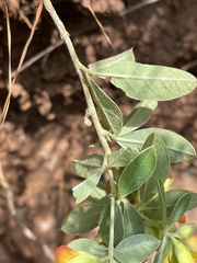 Argyrolobium frutescens