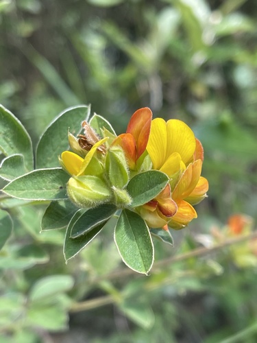 Argyrolobium frutescens