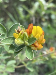 Argyrolobium frutescens