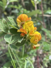 Argyrolobium frutescens
