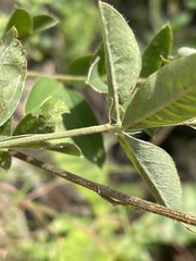 Argyrolobium frutescens