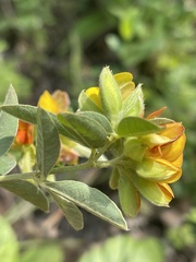 Argyrolobium frutescens