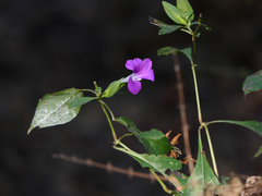 Barleria prattensis