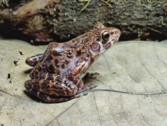 Pulchrana baramica