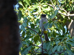 Pycnonotus barbatus tricolor