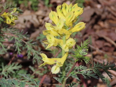 Corydalis speciosa