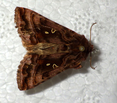 Autographa pulchrina
