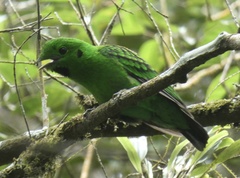 Calyptomena whiteheadi