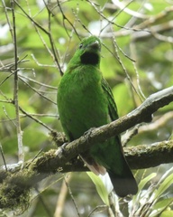 Calyptomena whiteheadi