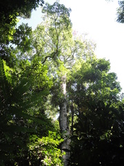 Ceiba speciosa
